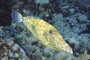 Atlantic Ocean Sea Creatures Drucke: Script filefish (Aluterus scriptus)