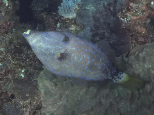 Atlantic Ocean Sea Life Drucke: Script filefish (Aluterus scriptus)