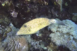 Underwater World Marine Life Drucke: Script filefish (Aluterus scriptus)