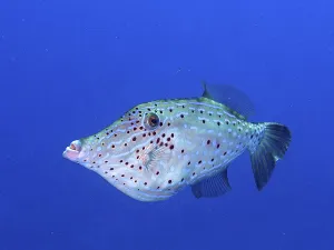 US American Marine Life Drucke: Script filefish (Aluterus scriptus)
