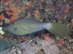 Wild Animal Habitat Conservation Drucke: Script filefish (Aluterus scriptus)