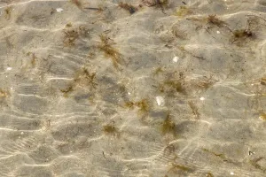 Underwater Nature Photography Drucke: Seabed with sand, shells and algae under small waves with light reflections as a background
