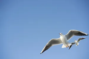 Wading Birds In Action Drucke: Seagulls are flying in the sky background