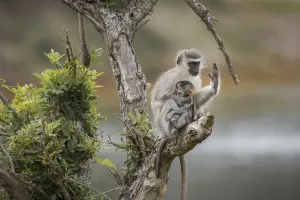 No People Nature Park Drucke: Security (Cercopithecus)