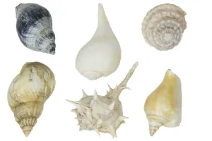 Rocky Coastline Image Drucke: Selection of shells on a white background