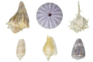 Close Up Shells Drucke: Selection of shells on a white background