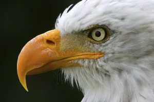 Animal Head Shots Drucke: Sharp appearance