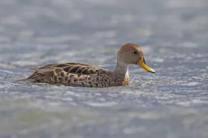 Uninhabited Waters Drucke: Sharp-tailed Duck