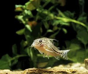 Wildlife Photography Water Animals Drucke: Sharphead Corydoras, Sharphead Corydoras
