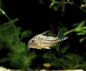 Wild Bony Fishes Drucke: Sharphead Corydoras, Sharphead Corydoras