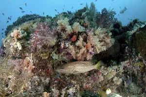 Pacific Ocean Marine Animals Drucke: Sharphead Grouper, Sharphead Grouper