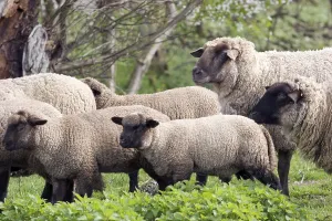 Agricultural Animals Drucke: Sheep
