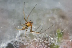 Dew Drop Spider Web Drucke: Sheet Weaver (Linyphia triangularis)