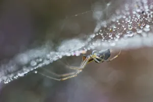 Emsland Wildlife Images Drucke: Sheet Weaver (Linyphia triangularis)
