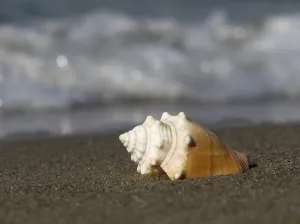 Bivalve Shells Drucke: Shell