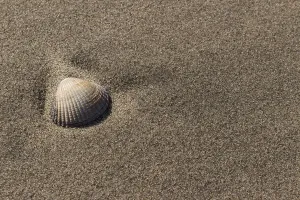 Empty Coastline Drucke: Shell on the beach