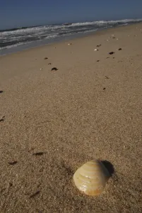 Seashell Images Drucke: A shell on the beach