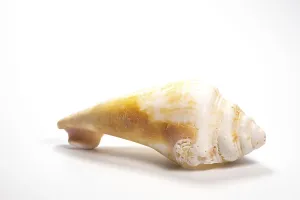 Deserted Coast Scene Drucke: Shell found on the beach