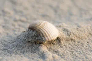 Seashell Images Drucke: Shell on the beach