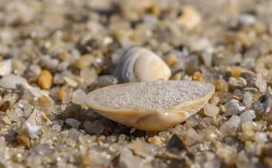 Coastal Area Scenery Photo Drucke: Shell on the beach