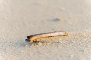 Seashell Photography Drucke: Shell on the beach