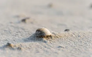 Uninhabited Beaches Drucke: Shell on the beach