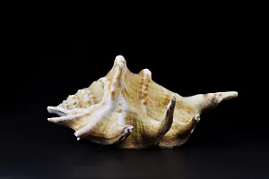 Black Background Seashell Drucke: A shell against a black background
