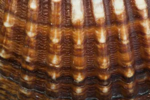 White Background Sea Creature Drucke: Part of shell very close up for background
