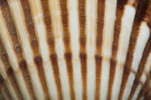 Studio Shot Of Mollusc Drucke: Part of shell very close up for background