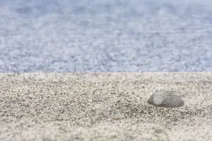 Seashell Photography Drucke: Shell of a cockle (Cerastoderma edule) on the beach