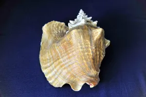 Wind Instrument Photography Drucke: Shell, Conch shell, A brown shell with a coarse surface structure on a dark background
