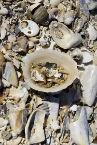 Bivalve Shells Drucke: Shell fish and molusk shells