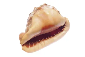 Bivalve Shell Photography Drucke: Shell, seashell