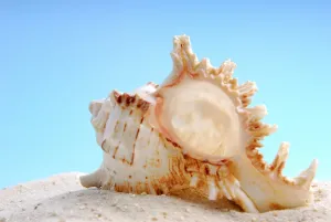 Underwater World Pictures Drucke: Shell, Shell