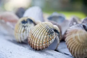 No People Daytime Beach Scene Drucke: Shells in detail