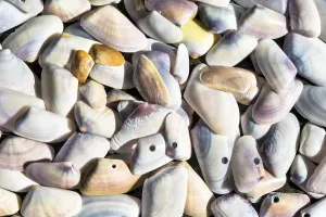 Seashell Photography Drucke: Shells