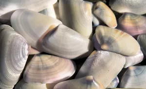 Empty Coastline Drucke: Shells