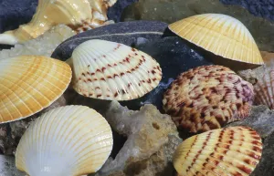 Indian Ocean Animals Drucke: Shells