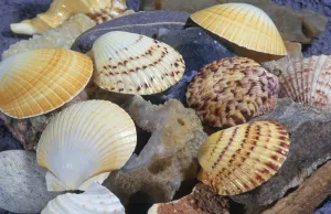 Deserted Beach Animals Drucke: Shells