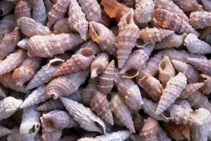 Wildlife Photography Ocean Drucke: Shells