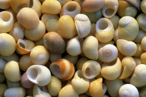 Wildlife Photography Ocean Drucke: Shells