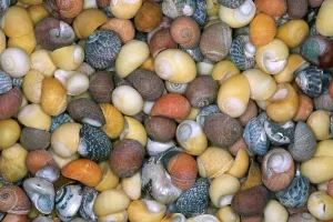 Colorful Snail Shells Drucke: Shells