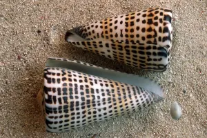 Uninhabited Island Scenes Drucke: Shells