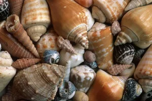 No People In The Photo Drucke: Shells