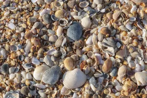 Beachfront Scenery Drucke: Shells on a beach