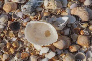 Seashell Collection Drucke: Shells on a beach