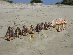 Deserted Tropical Beach Drucke: Shells on the beach