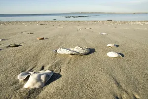 Beachfront In Europe Drucke: Empty shells at the beach
