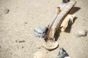 Coastal Wildlife Drucke: Shells on the beach