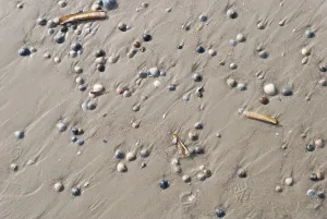 Mollusc Animal Drucke: Shells on the beach background